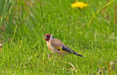 Putter plukt zaad van paardenbloem