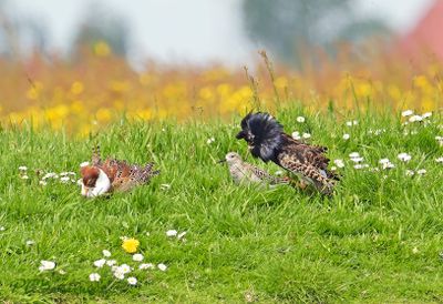 Net voor de paring toen was de accu leeg