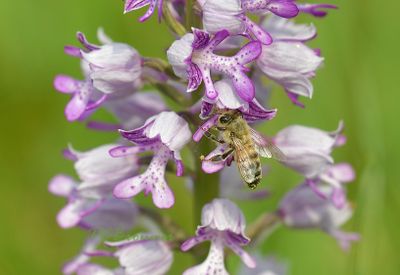 Bij met pollinia