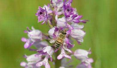 Bij met pollinia