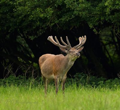 Warmbloedige dieren