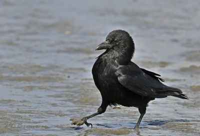 Zwarte kraai waddenzee