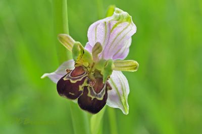Bijenorchis mutant