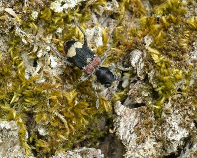 Mierkever, Clerus mutillarius