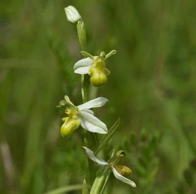 Bijenorchis var. flavescens