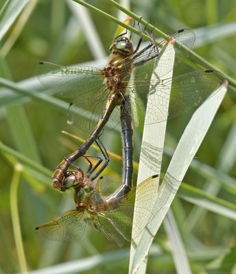 paring bronslibellen, Oxygastra curtisii