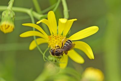 Grote bandgroefbij