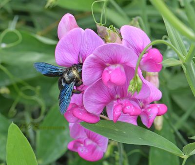 Blauwzwarte houtbij, Xylocopa violacea