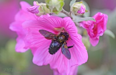 Blauwzwarte houtbij, Xylocopa violacea