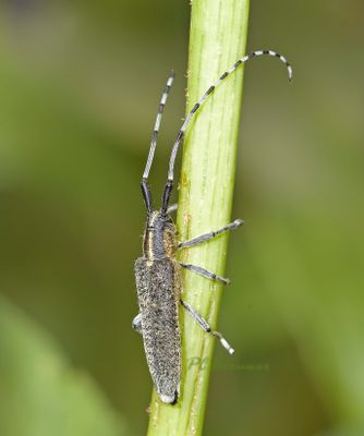Distelboktor