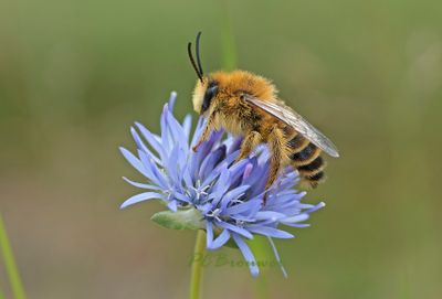 Pluimvoetbij man, Dasypoda hirtipes