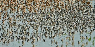 Balgzand Waddenzee