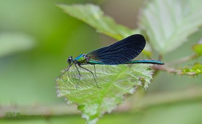Calopterix virgo