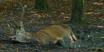 Edelhert in de zoel