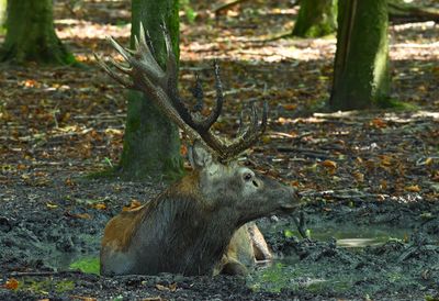 Edelhert in de zoel, de geurklier onder het oog staat open