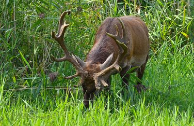 Edelhert Flevoland, dikke nek en brute kracht