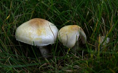 Agaricus semotus