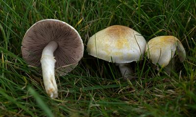 Agaricus semotus