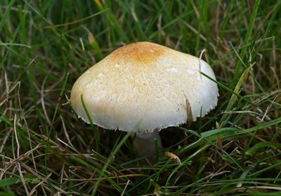 Agaricus semotus
