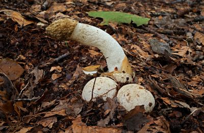 Grote stinkzwam met duivelseieren