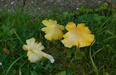 Spitse wasplaat, Hygrocybe subglobispora, zeer zeldzaam