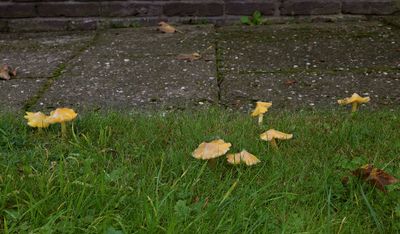 Hygrocybe subglobispora