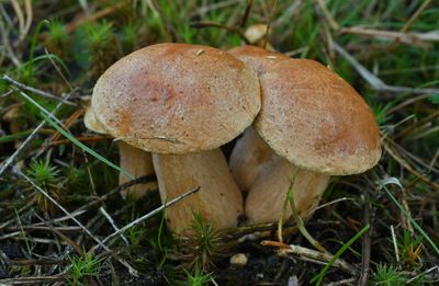 Peper boleetjes, Chalciporus piperatus