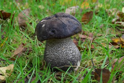 Zwarte berkenboleet