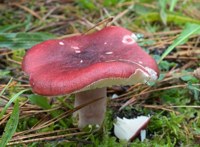 Appelgeurrussula, Russula torulosa