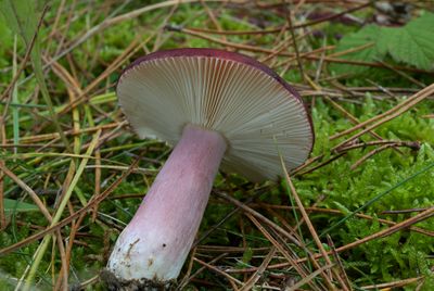 Appelgeurrussula, Russula torulosa