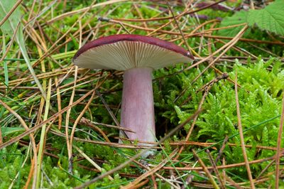Gallery Russula