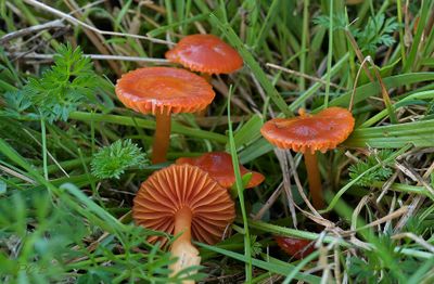 Bruinrode wasplaat,Hygrocybe perplexa