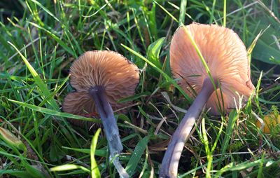 Entoloma dichroum