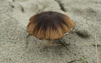 Duinfranjehoed