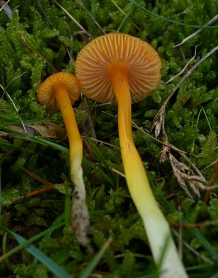 Hygrocybe glutinipes