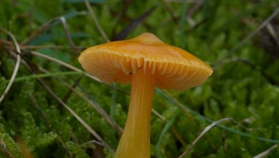 Hygrocybe glutitipes, hooilandwasplaat