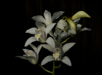 Cymbidium insigne semi alba