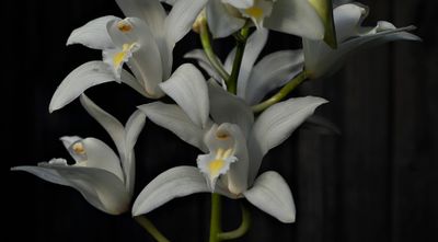 Cymbidium insigne semi alba