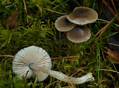 Sterspoorsatijnzwammetje, Entoloma conferendum var. pusillum
