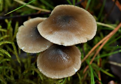Sterspoorsatijnzwammetje, Entoloma conferendum var. pusillum
