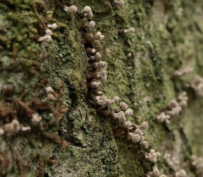 Myxomyceet, Phleogena faginea volgt de groeven in Beukenschors