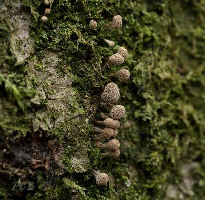 Myxomyceet, Phleogena faginea volgt de groeven in Beukenschors