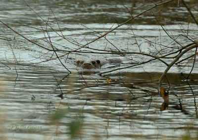 Otter