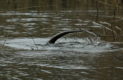 Otter