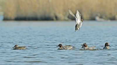 Wintertaling - paarvorming