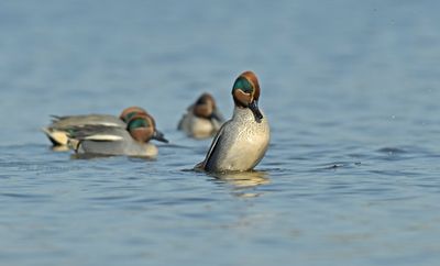 Wintertaling - balts