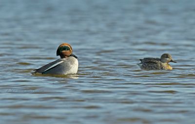 Wintertaling - balts