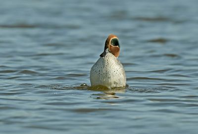 Wintertaling - balts
