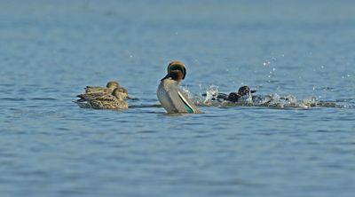 Wintertaling - balts