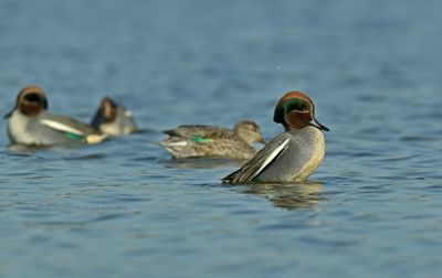 Wintertaling - balts